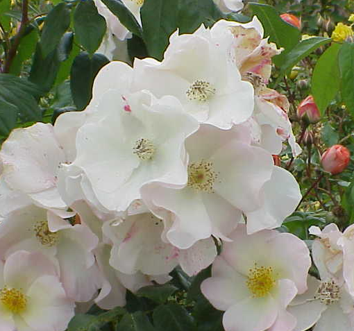 Rosa 'Sally Holmes' (own root)
