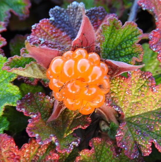 Rubus calycinoides (pentalobus)