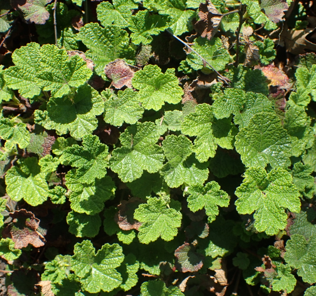 Rubus calycinoides (pentalobus)