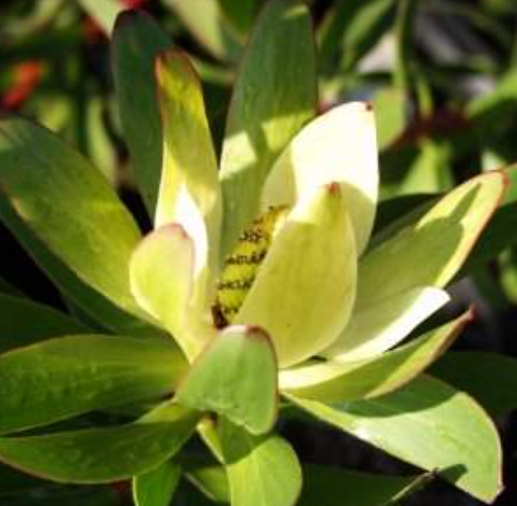 Leucadendron 'Safari Goldstrike'