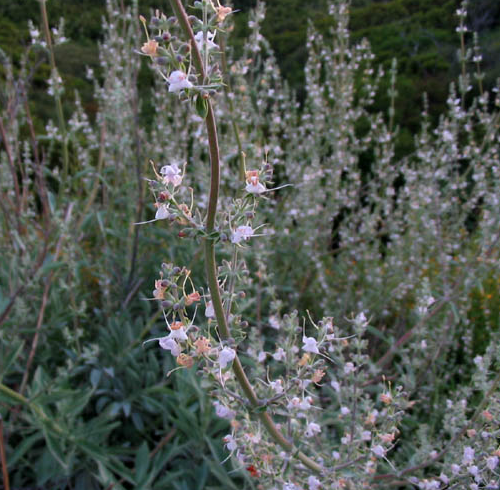 Salvia apiana