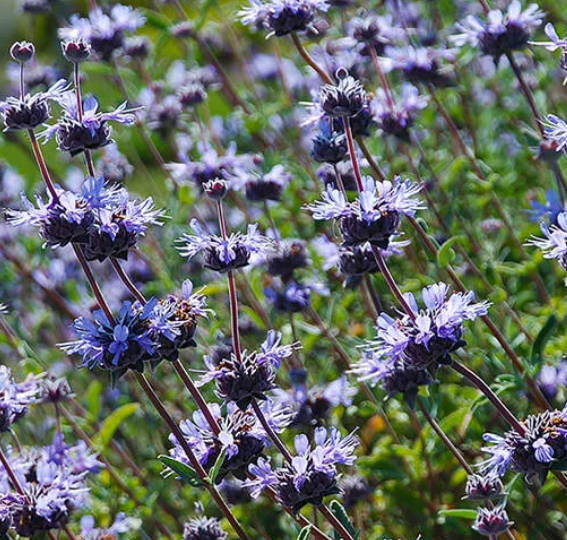 Salvia leucophylla x clevelandii 'Pozo Blue'