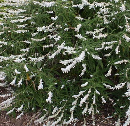 Salvia leucantha 'White Mischief'