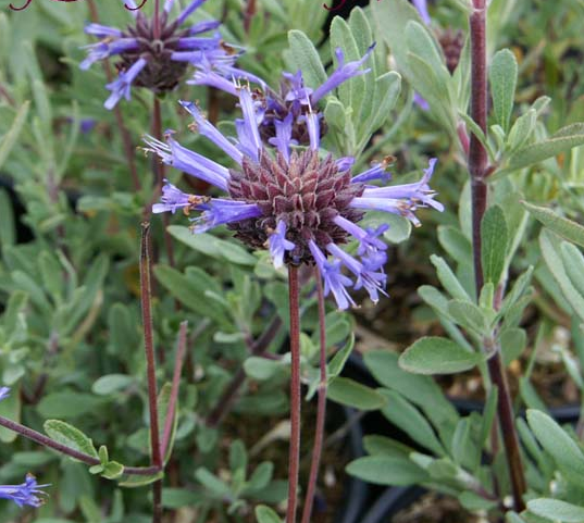 Salvia clevelandii 'Winnifred Gilman'