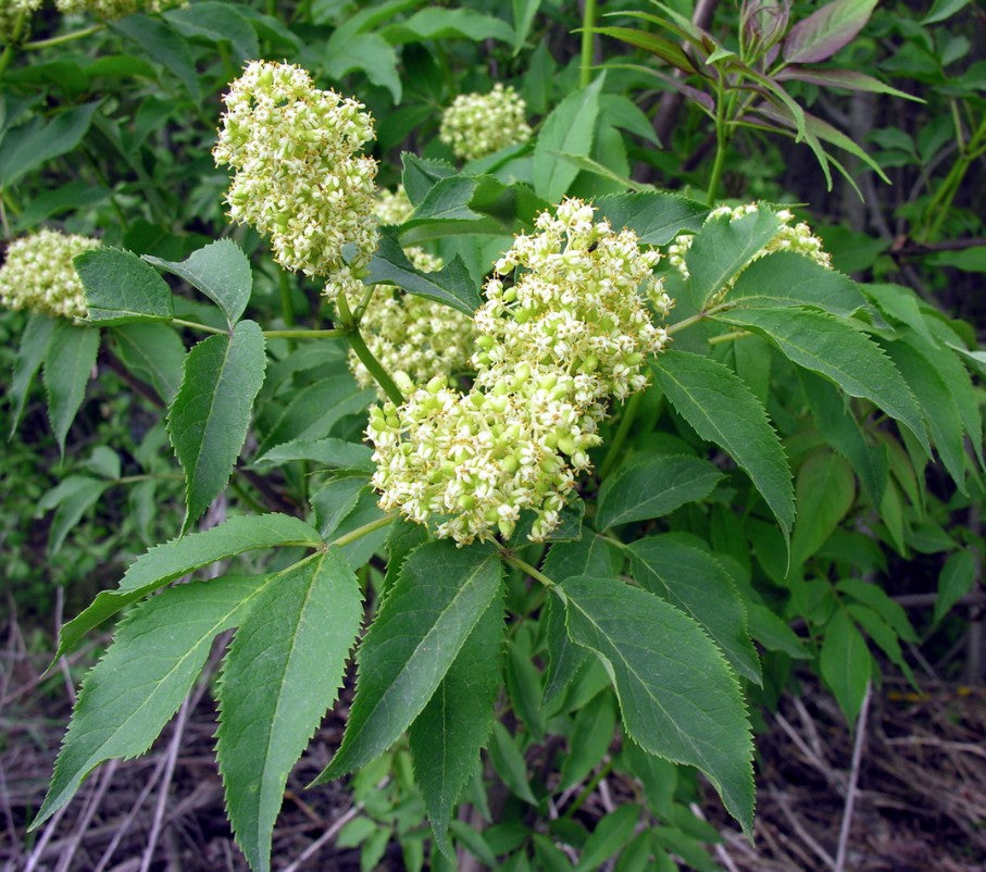 Sambucus racemosa