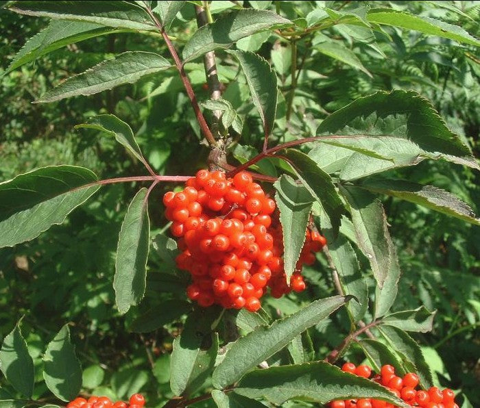 Sambucus racemosa