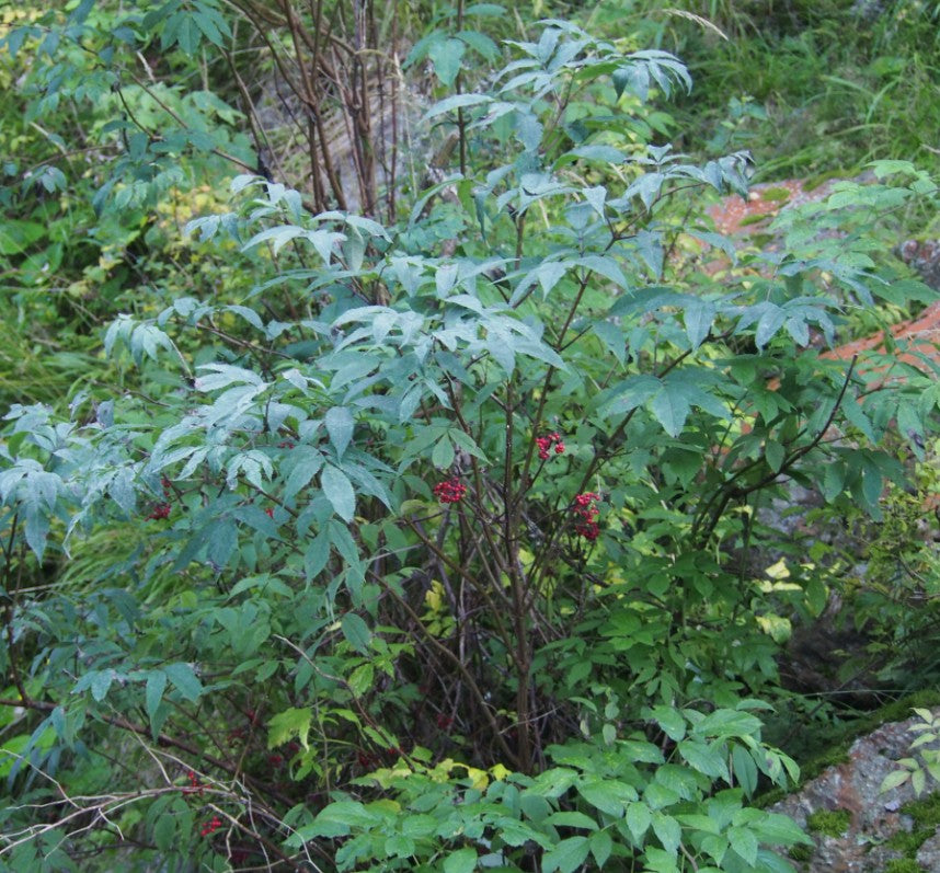 Sambucus racemosa
