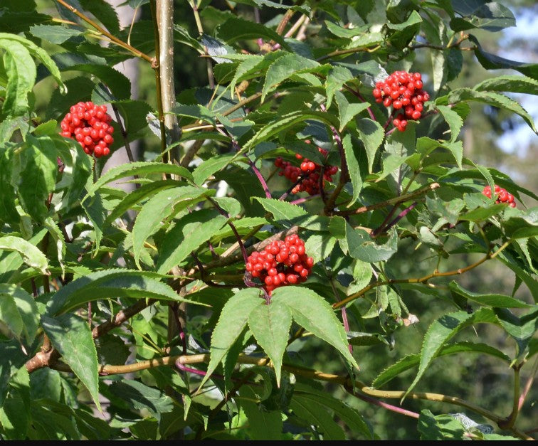 Sambucus racemosa
