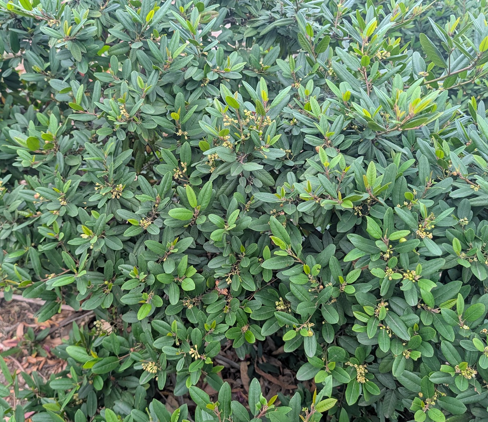 Frangula (Rhamnus) californica 'Mound San Bruno'