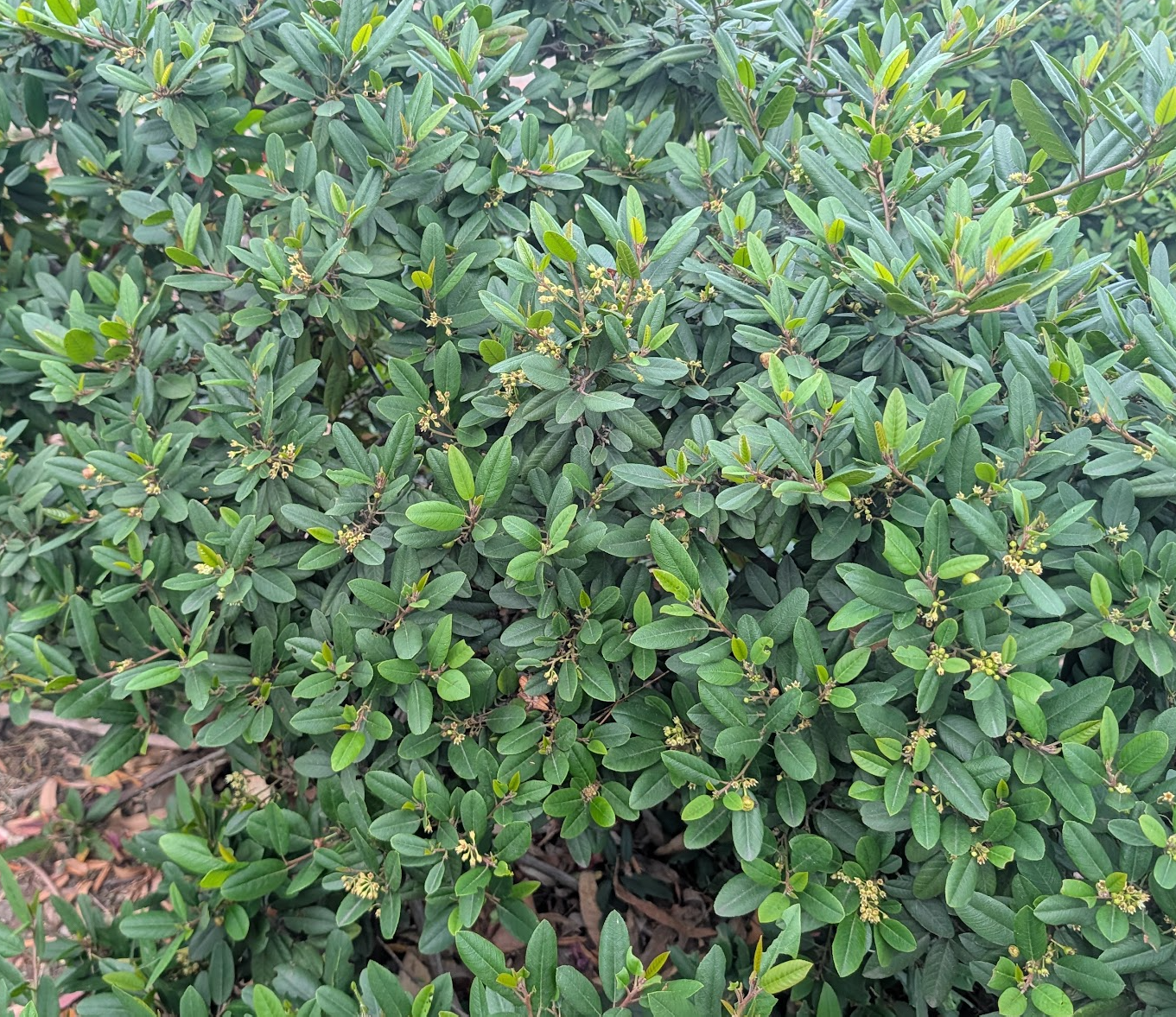 Frangula (Rhamnus) californica 'Mound San Bruno'