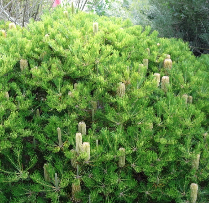 Banksia spinulosa 'Schnapper Point'