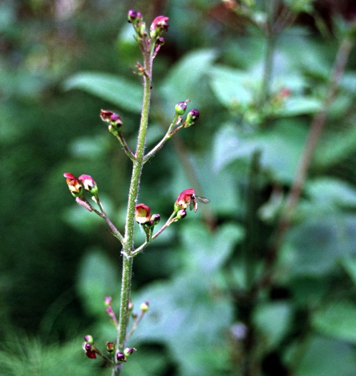 Scrophularia californica