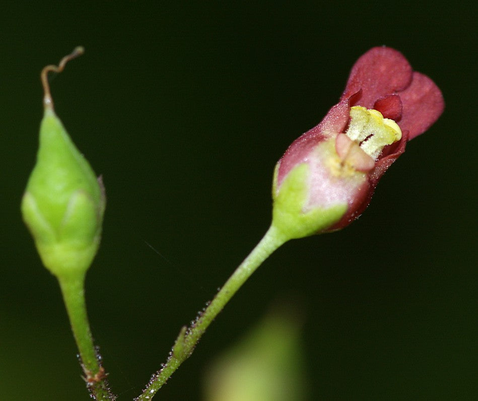 Scrophularia californica