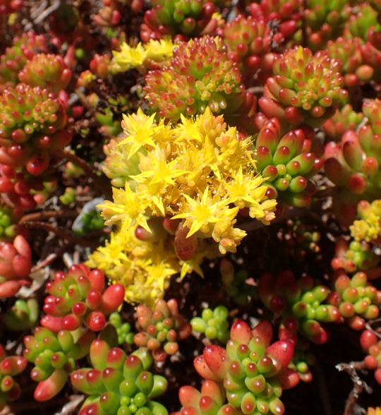 Sedum rubrotinctum