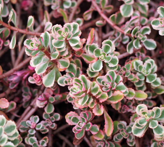 Sedum spurium 'Tricolor'