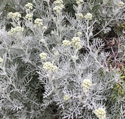 Senecio leucostachys