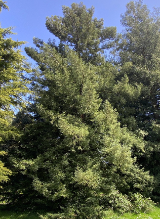 Sequoia sempervirens 'Aptos Blue'