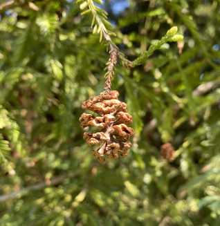 Sequoia sempervirens 'Aptos Blue'