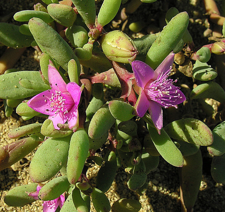 Sesuvium verrucosum