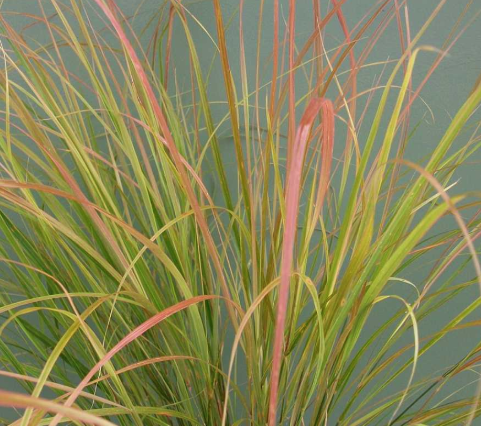 Anemanthele lessoniana (Stipa arundinacea) 'Sirocco'