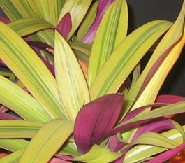 Tradescantia (Rhoeo) spathacea 'Sitara Gold'