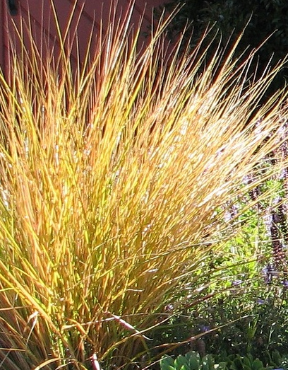 Anemanthele lessoniana (Stipa arundinacea)