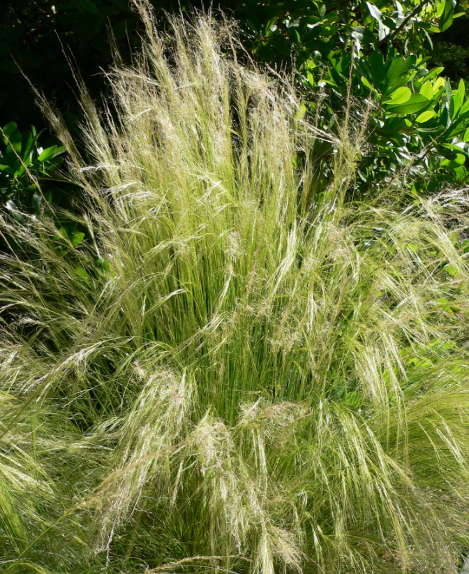 Nassella (Stipa) tenuissima