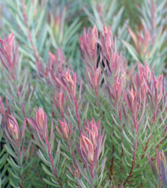 Leucadendron salignum 'Summer Red'