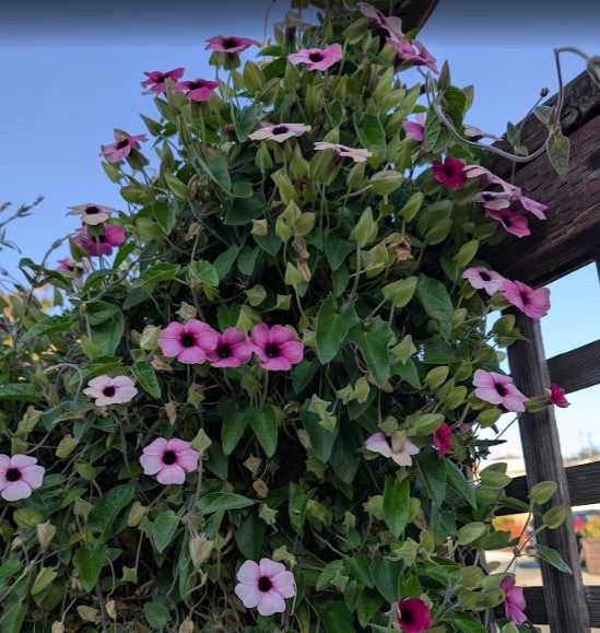 Thunbergia alata  'Sunny Susy Rose Sensation'