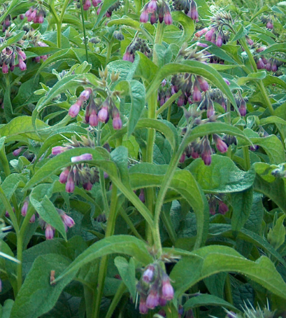 Symphytum officinale (Comfrey)