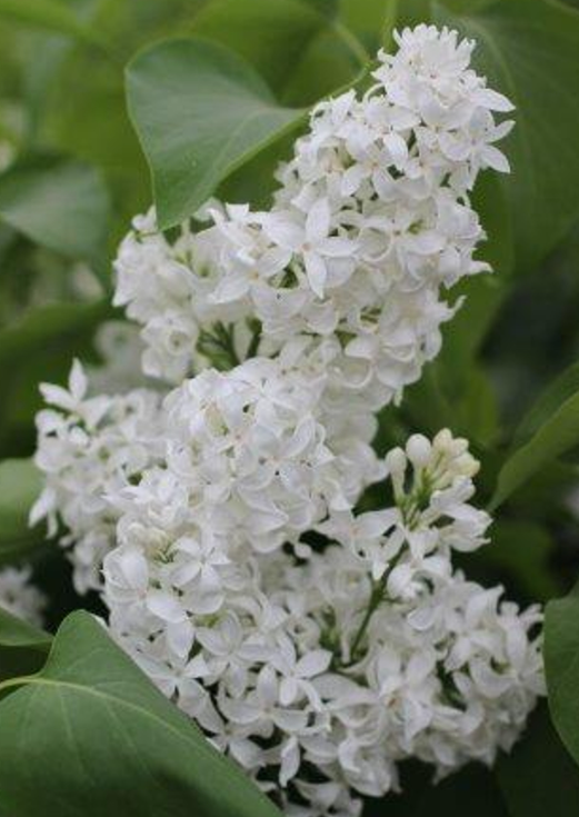 Syringa vulgaris 'Angel White'