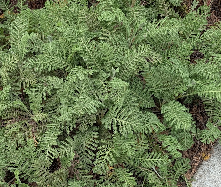 Tanacetum bipinnatum