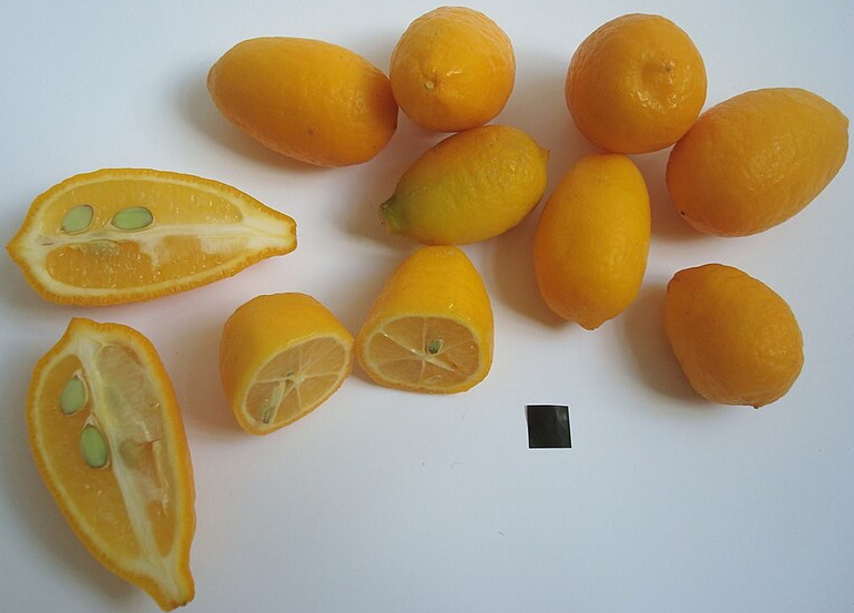 Citrus Tavares Limequat