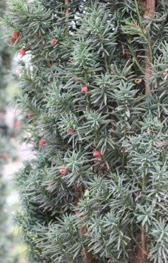 Taxus baccata 'Stricta'