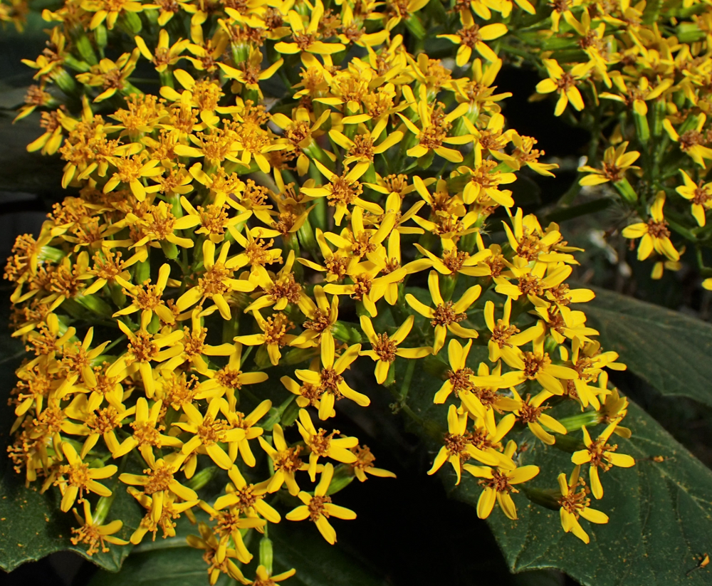 Telanthophora grandifolia