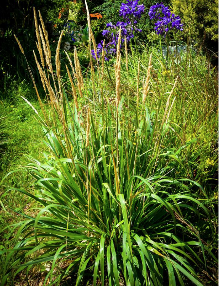 Calamagrostis nutkaensis 'The King'