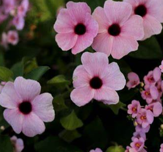thunbergia rose sensation seeds Thunbergia alata 'Sunny Susy Rose Sensation'