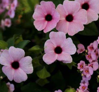 Thunbergia alata  'Sunny Susy Rose Sensation'