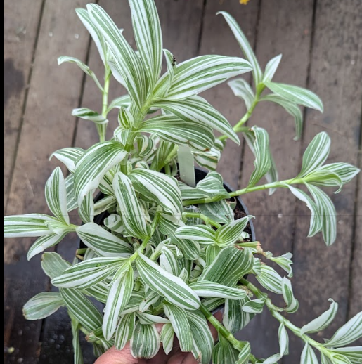 Tradescantia (Setcreasea) 'Pistachio White'