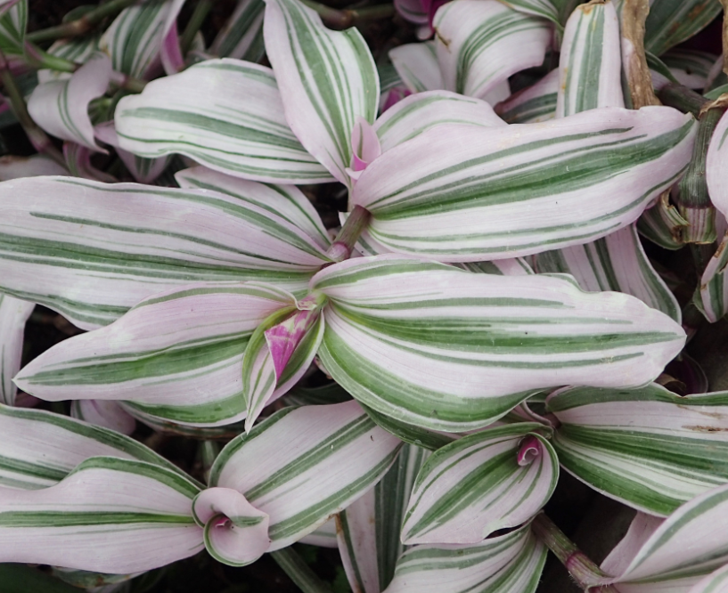 Tradescantia 'Lilac'