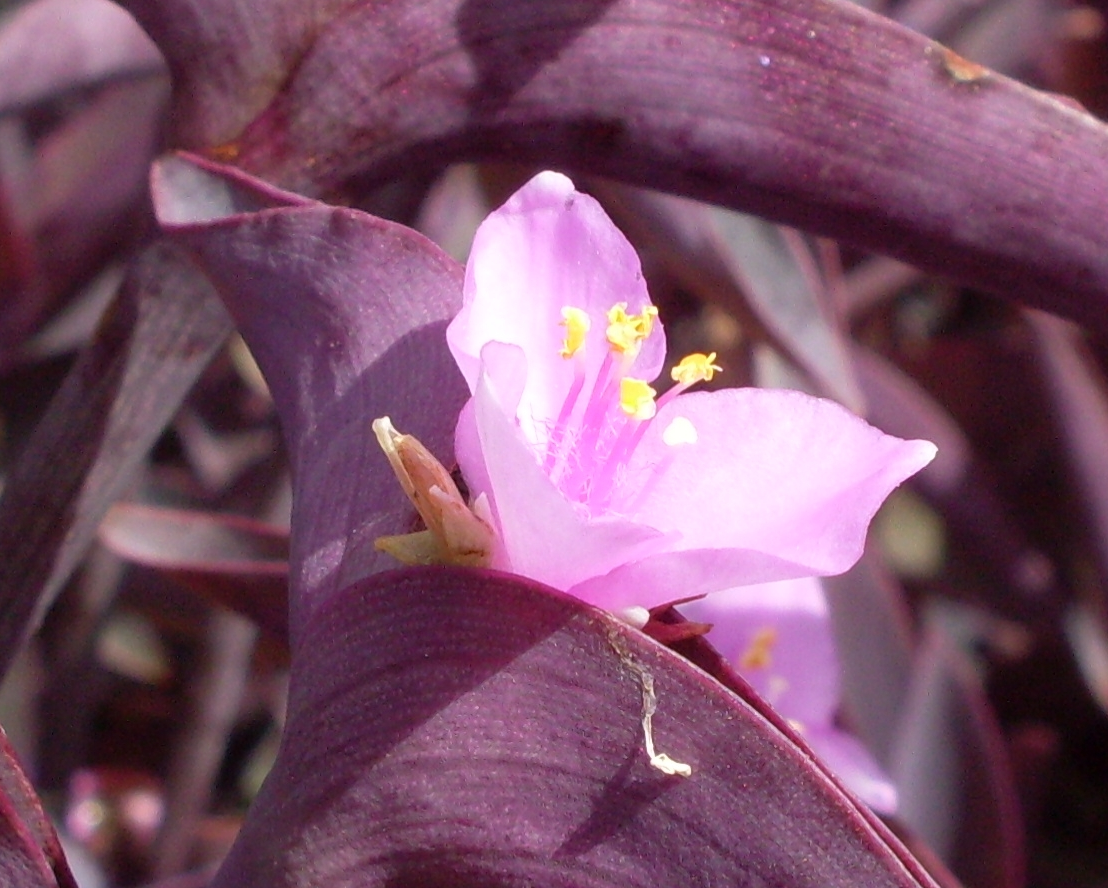 Tradescantia pallida 'Purple Heart'