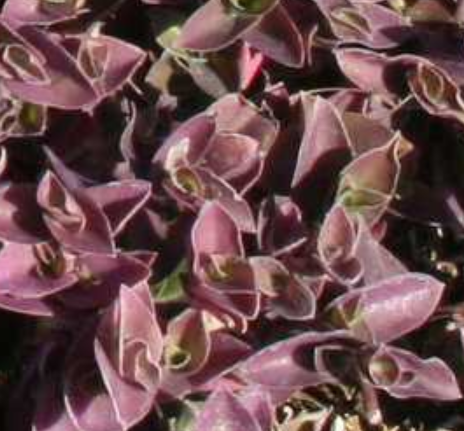 Tradescantia 'Greenlee'