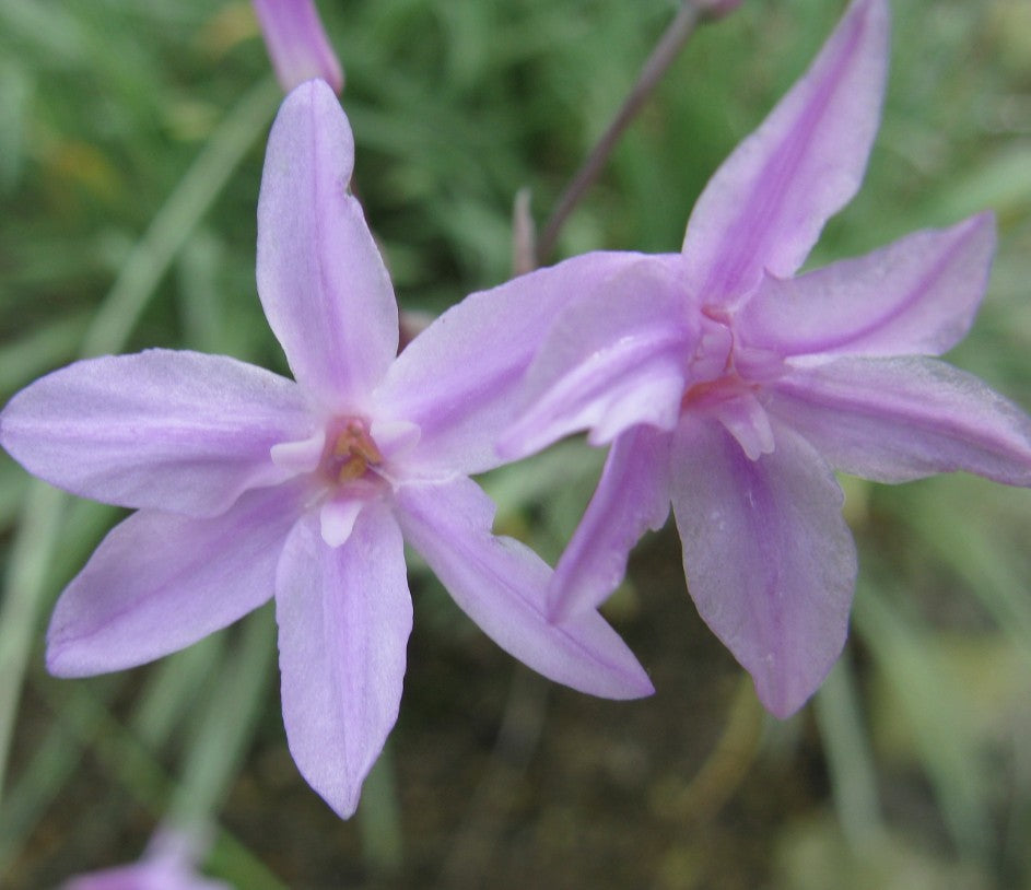 Tulbaghia 'Silver Lace'