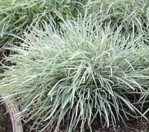 Tulbaghia 'Silver Lace'