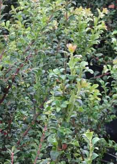 Vaccinium ovatum 'Indians Wanderer'