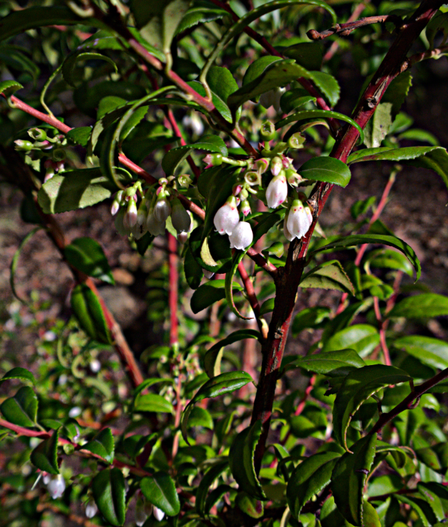 Vaccinium ovatum