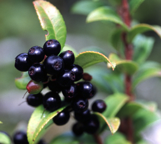 Vaccinium ovatum