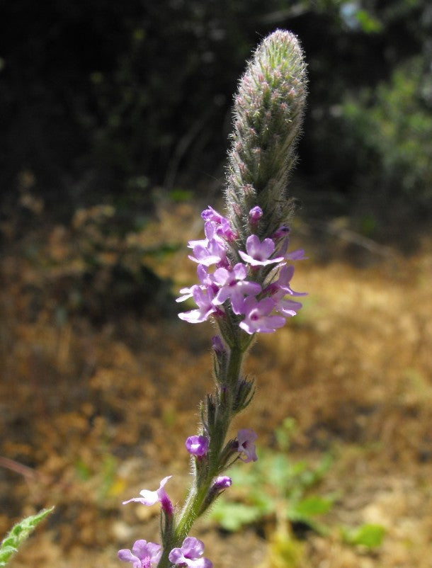 Verbena lasiostachys