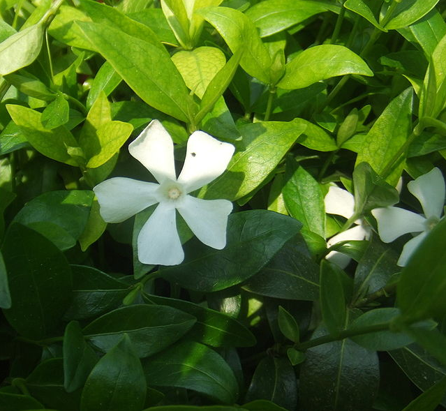 Vinca minor ‘Alba’