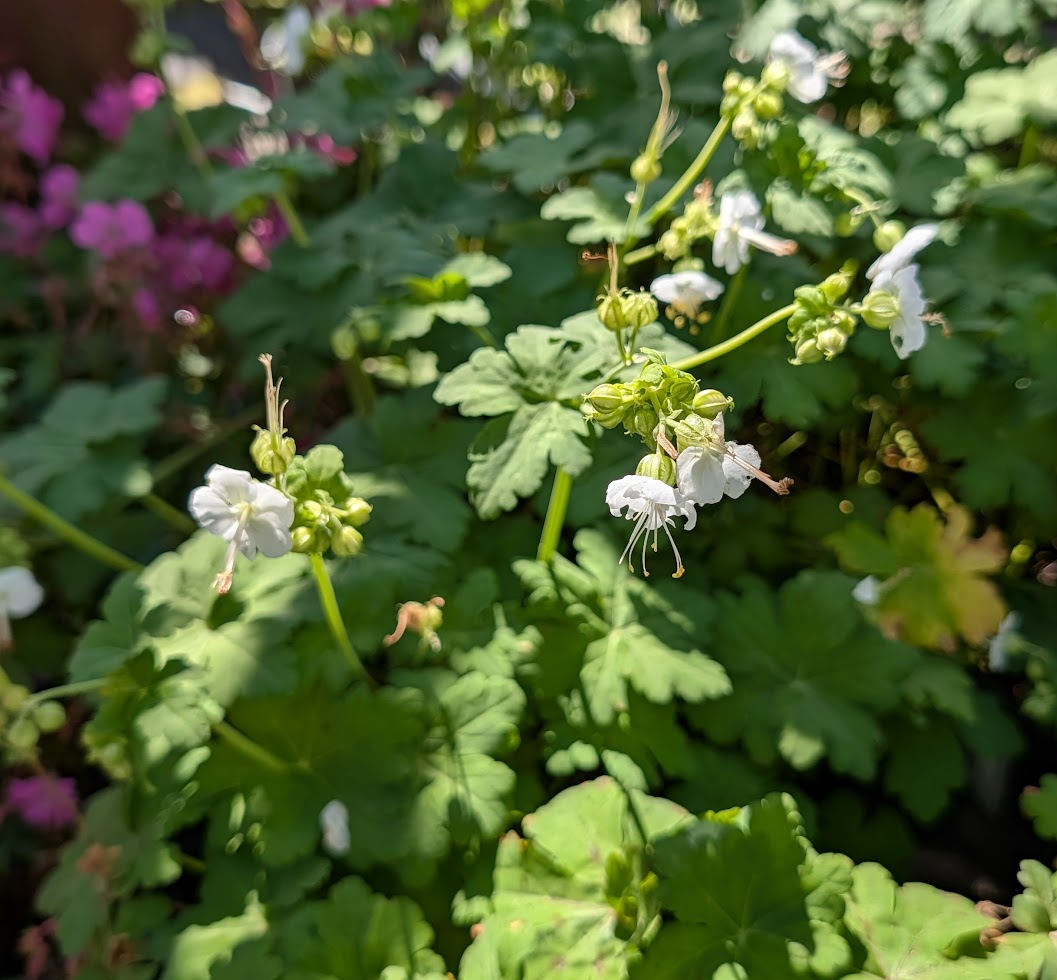 Geranium macrorrhizum 'White Ness'